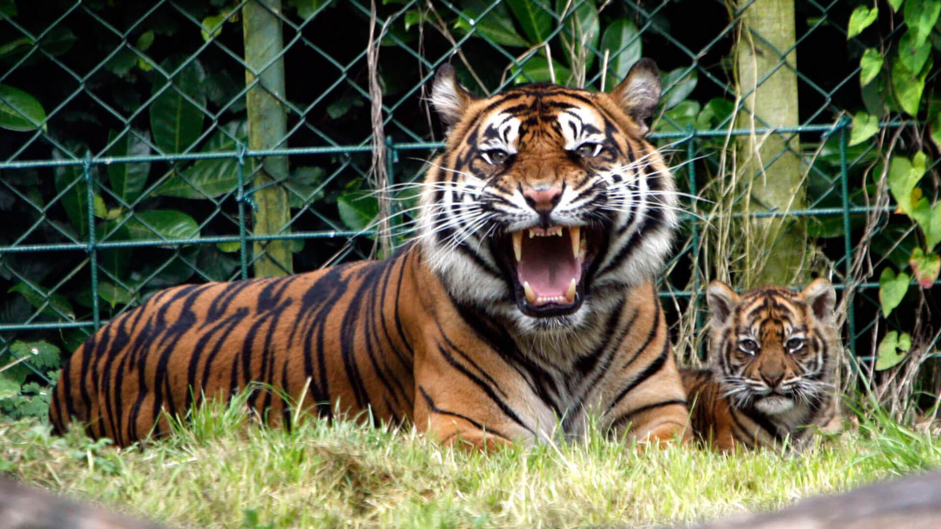 Dublin Zoo Family Activities In Dublin Louis Fitzgerald Hotel