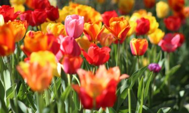 Colourful tulips in a sunlit garden.