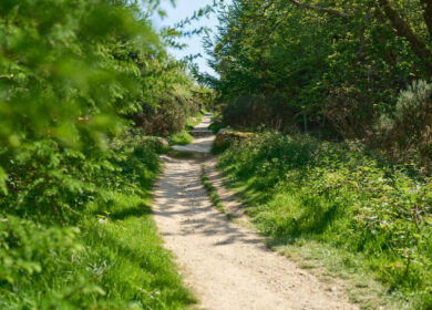 Serene forest path surrounded by lush greenery under a clear blue sky.